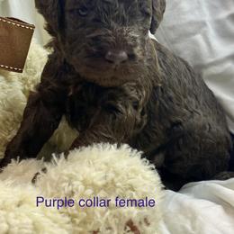Labradoodle Puppies from Molly’s Doodles