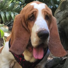 Valentine - Basset Hound