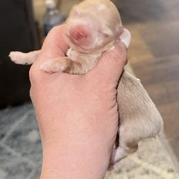 Wheaton male - Wheaten male Miniature Schnauzer puppy in Forest, Virginia from Prestige Kennel LLC