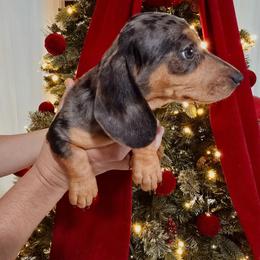Female dapple - Dapple female Dachshund puppy in Hesperia, California from VOM HAUSE Imperial