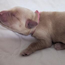 Golden Retriever Puppies from Goldens of Heritage Oaks