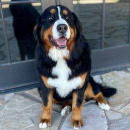 Siggy - Bernedoodle