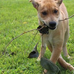 Carolina Dog Puppies from Williams Sweet Carolina