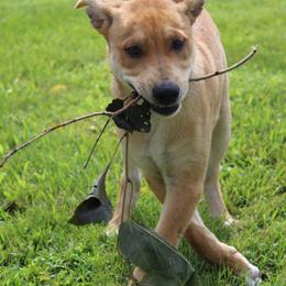 Carolina Dog Puppies from Williams Sweet Carolina