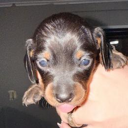 Boy 2 - black and tan - Black and tan male Dachshund puppy in Pierson, Florida from Michelle’s Mini Dachshunds