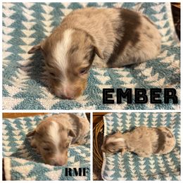 Ember - Red merle female Toy Australian Shepherd puppy in Menan, Idaho from Teton Toy Aussies
