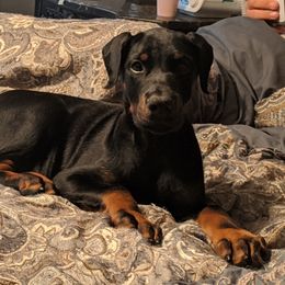 Doberman Pinscher All Grown Up from S & J Dobermans