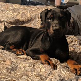 Doberman Pinscher All Grown Up from S & J Dobermans