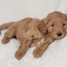 Goldendoodle Puppies from Lake Village Doodles