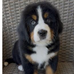 Orange Collar Male - Black rust and white male Bernese Mountain Dog puppy in Perris, California from Golden Coast Berners