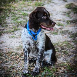 English Springer Spaniel All Grown Up from Eagle Trail Kennels