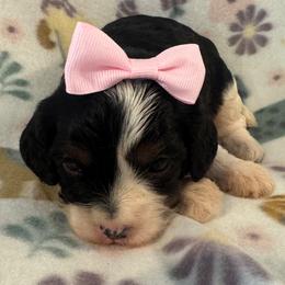 Jill - Tri-color female Cavapoo puppy in Howe, Oklahoma from Cuddly Cavapoos