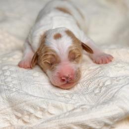 Ozzy - Parti male Goldendoodle puppy in Queen Creek, Arizona from Goldendoodle AZ