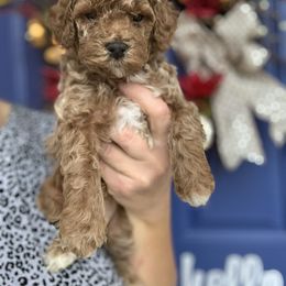 Cavapoo, Goldendoodle, Golden Retriever, and Poodle Puppies from Gypsi Doodles