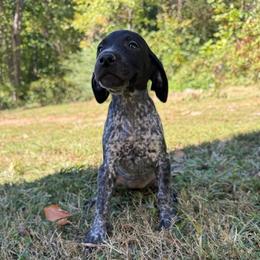 Delilah - Black roan female German Shorthaired Pointer puppy in Axton, Virginia from Red Clay Kennels