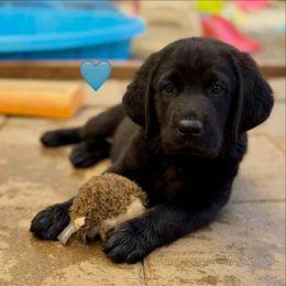 Light Blue - Black male Labrador Retriever puppy in Somerset, California from Cantina Labs and Cavs