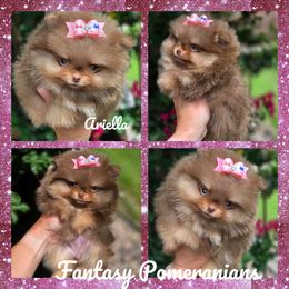 Ariella - Chocolate and tan female Pomeranian puppy in Anna, Texas from Fantasy Pomeranians & Fantasy Aussies
