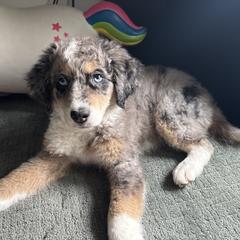 Australian Mountain Doodle, Bernedoodle, and Double Doodle Puppies from Jeanie’s Doodles