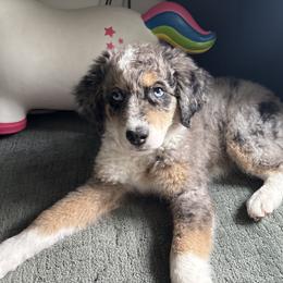 Australian Mountain Doodle, Bernedoodle, and Double Doodle Puppies from Jeanie’s Doodles