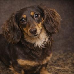 Ellie - Dachshund