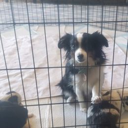 Toy Australian Shepherds from Patterson Aussies