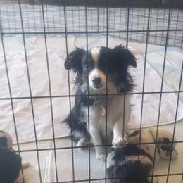 Toy Australian Shepherds from Patterson Aussies