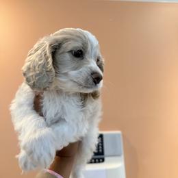 Frost - Buff and white male Cockapoo puppy in Mobile, Alabama from Ace of Spades Yorkies