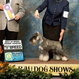 Stormy - Miniature Schnauzer