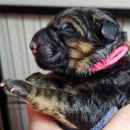 Girl 1 - Black and red female German Shepherd puppy in Roanoke, Alabama from Von Schönen Träumen German Shepherds
