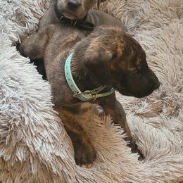 Great Dane Puppies from Grant’s Gorgeous Greats