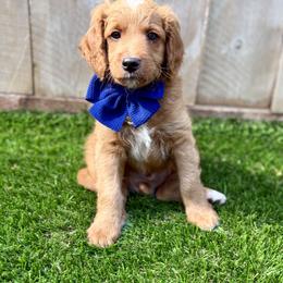 Goldendoodle Puppies from Seaside Doodle Co.