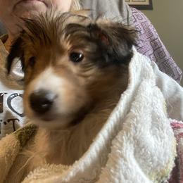 Fred (Male 1) - Sable and white male Shetland Sheepdog puppy in Chambersburg, Pennsylvania from Clark Kennel Shelties