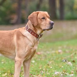 Golden Retrievers and Labrador Retrievers from Aurum Canine Services