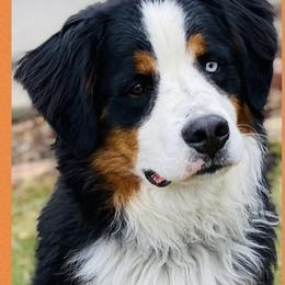 Benny - Bernedoodle