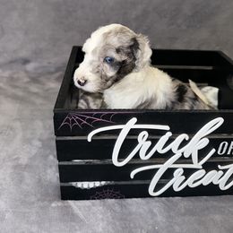Sheepadoodle Puppies from Chicago Sheepadoodles
