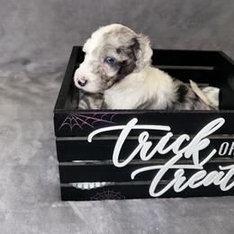 Sheepadoodle Puppies from Chicago Sheepadoodles