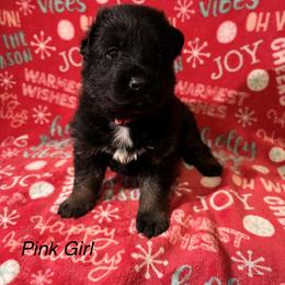 Pink Girl - Black and tan female German Shepherd puppy in Ashland, Ohio from Peachy Puppies