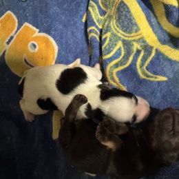 Cane - Parti male Miniature Schnauzer puppy in Pearland, Texas from K & S Schnauzers