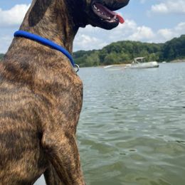 American Pit Bull Terriers from Phantom Kennels