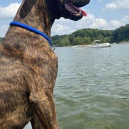 American Pit Bull Terriers from Phantom Kennels