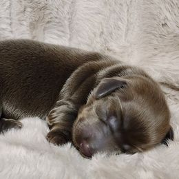 Lucy - Dachshund puppy in Lindsay, California from Lazy K&M Dachshunds