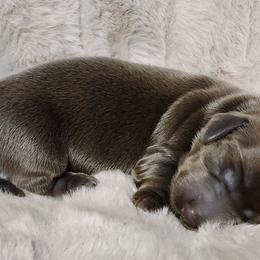 Lucy - Dachshund puppy in Lindsay, California from Lazy K&M Dachshunds