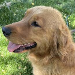 Ginger - Golden Retriever