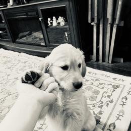 Golden Retriever Puppies from Golden Poppy Retrievers