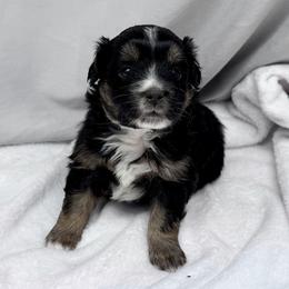 Warner - Black tri male Toy Australian Shepherd puppy in Bly, Oregon from Apacheblus Toy Aussies