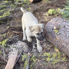 Central Asian Shepherd Dog and Kangal Puppies from VSH Kangal Dogs