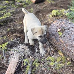 Central Asian Shepherd Dog and Kangal Puppies from VSH Kangal Dogs