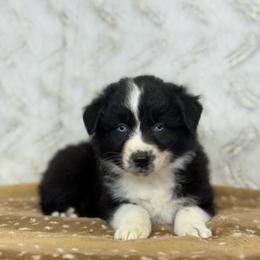 Casserole - Black & white female Australian Shepherd puppy in Argyle, Iowa from Country Time Kennels