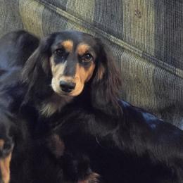 Juno - Dachshund