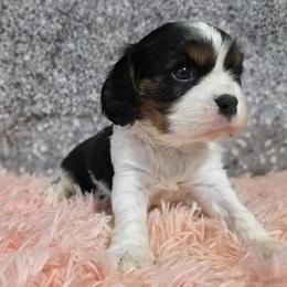Dianmu - Tri-color female Cavalier King Charles Spaniel puppy in Neosho, Missouri from Pups on the Ridge